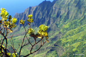 kauai, kauai vacation, kauai hotel, kauai hawaii, kauai vacation rentals, kauai condo rentals