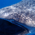 swimming with whale sharks in Mexico