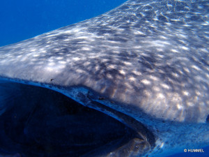 swimming with whale sharks in Mexico