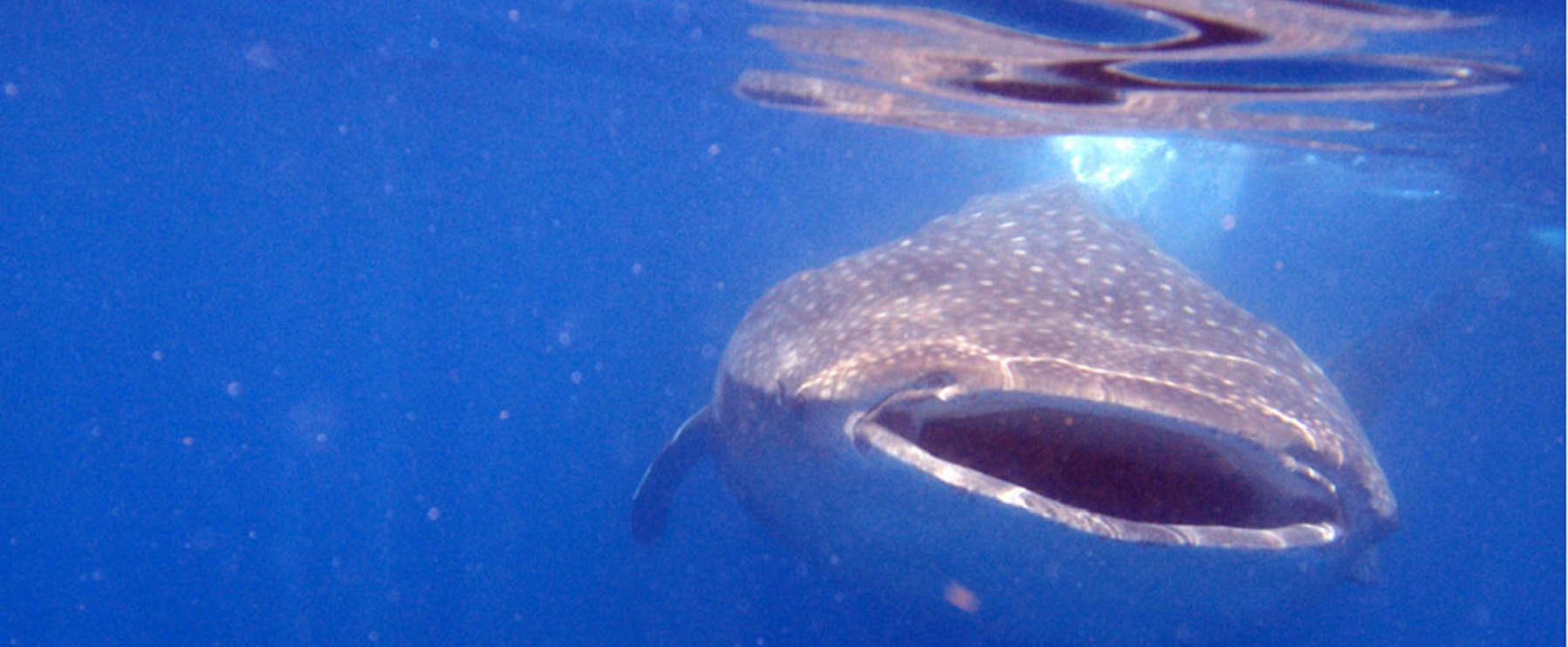 Swimming with Whale Sharks in Mexico