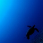 Below the Surface – Diving Oahu